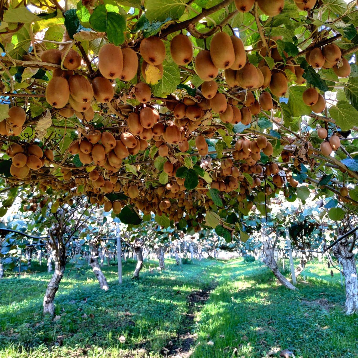 Kiwi Hayward - Seconda scelta