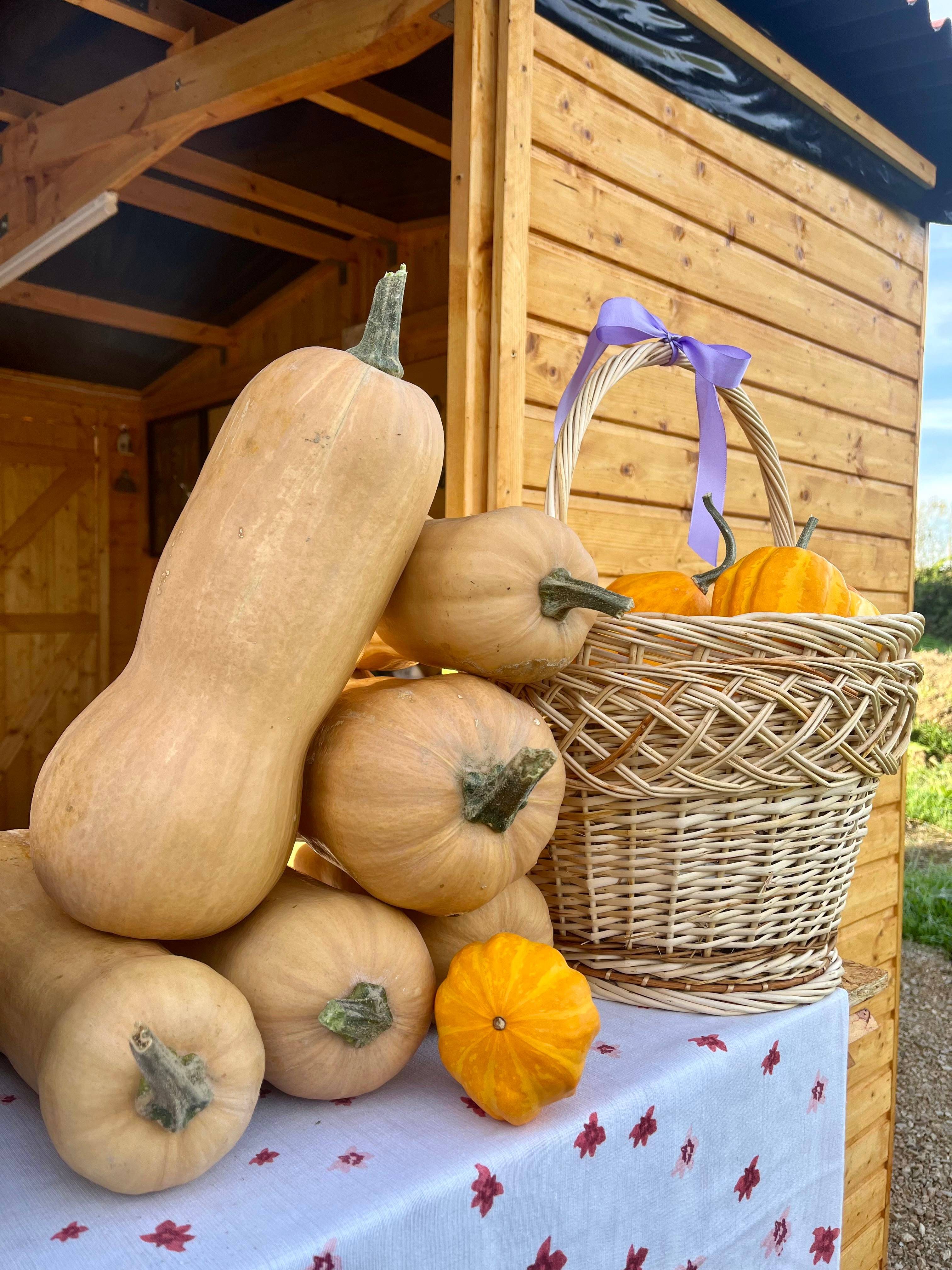 Zucca noce di burro